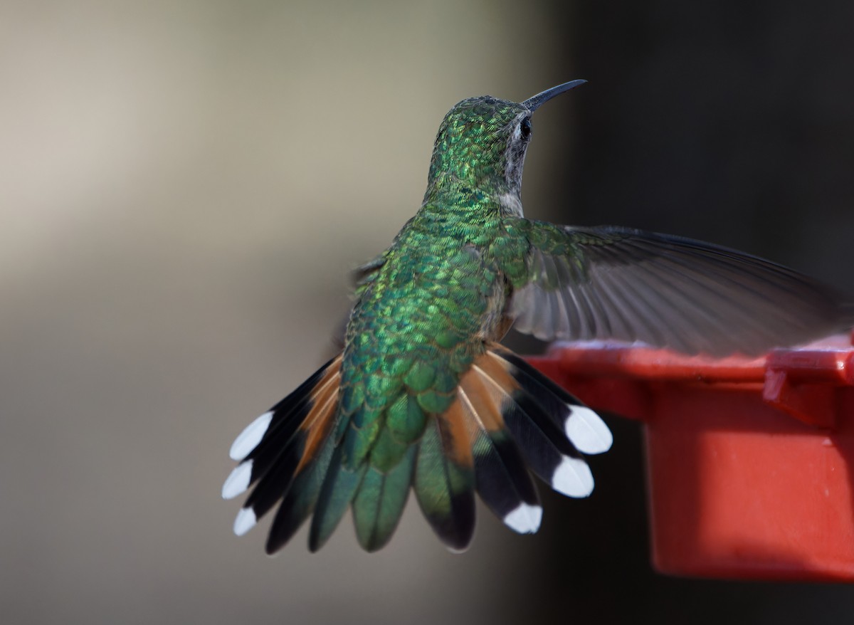 Broad-tailed Hummingbird - ML618094206