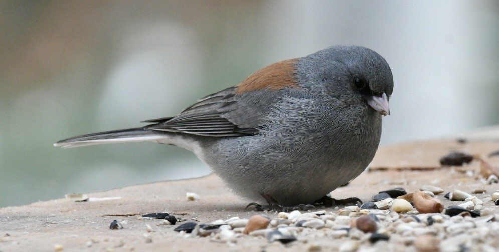 Dark-eyed Junco - Becky Rooney