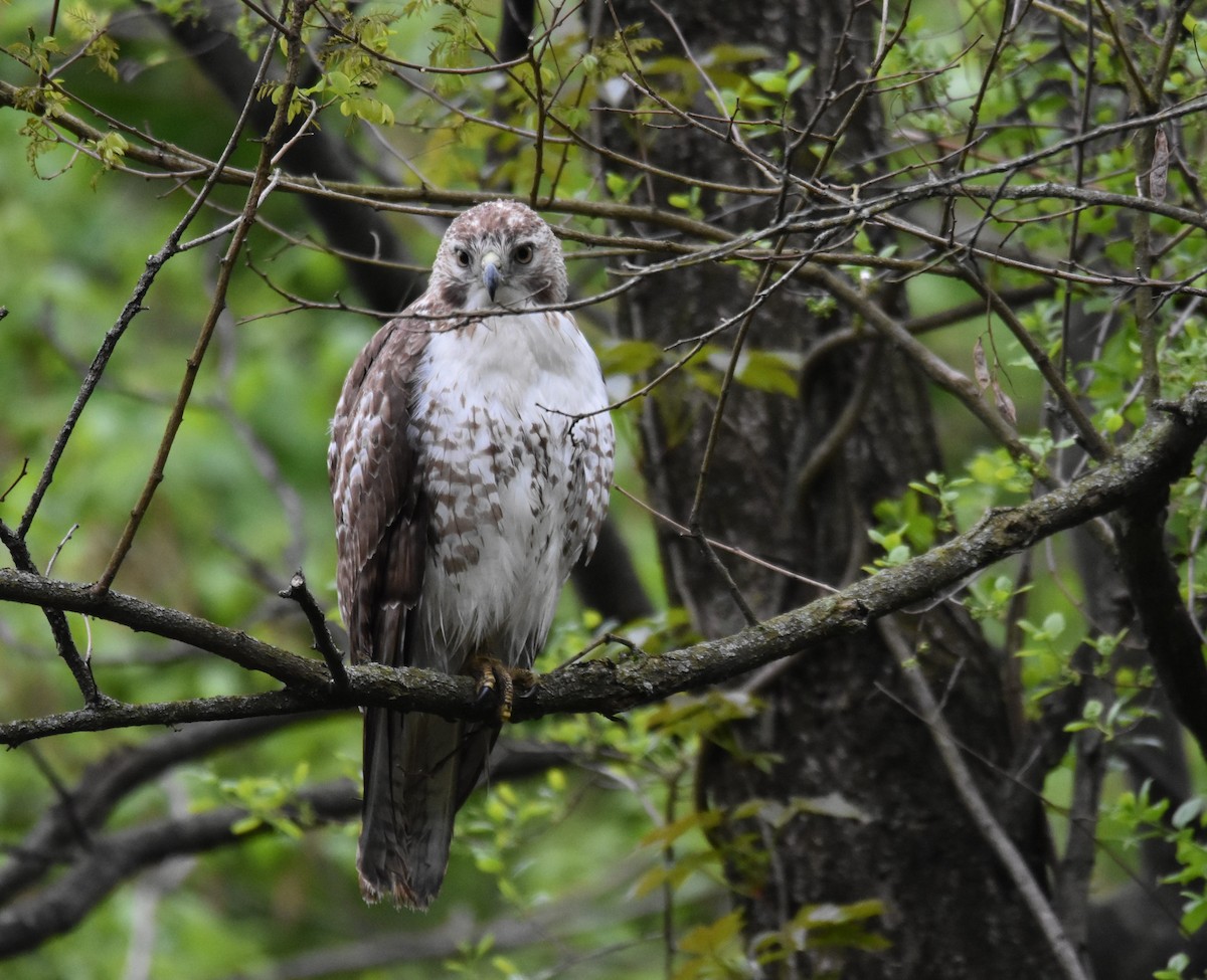 Red-tailed Hawk - K & B Bealer