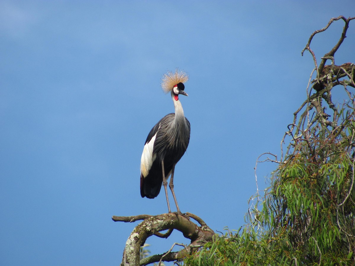 Gray Crowned-Crane - ML618094251