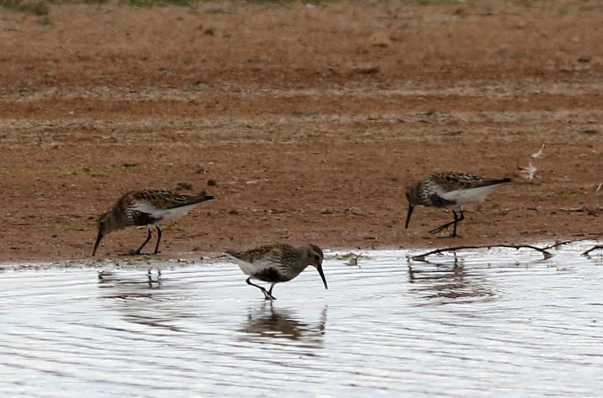 Dunlin - Miguel García