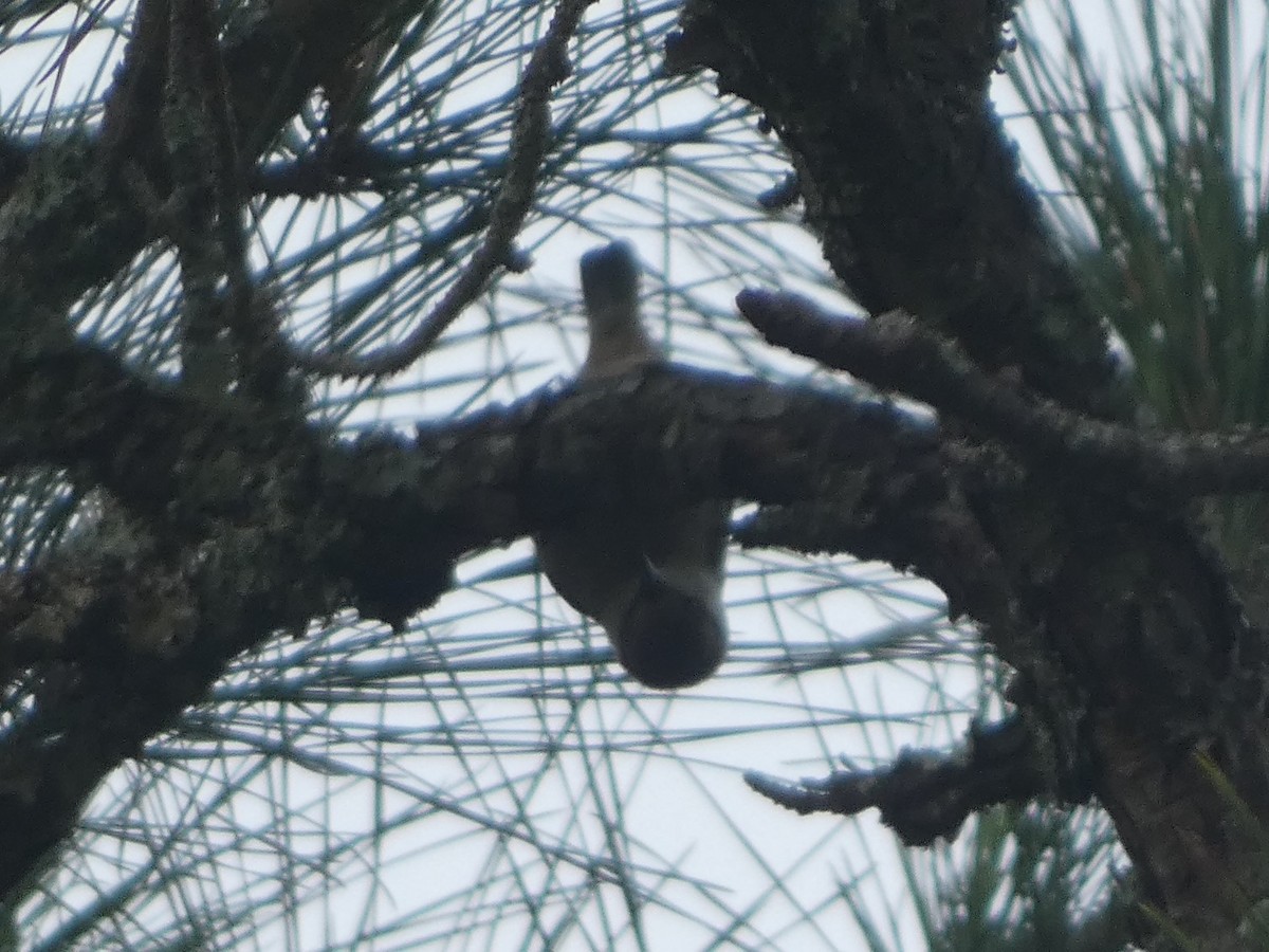 Brown-headed Nuthatch - Phil Cumming