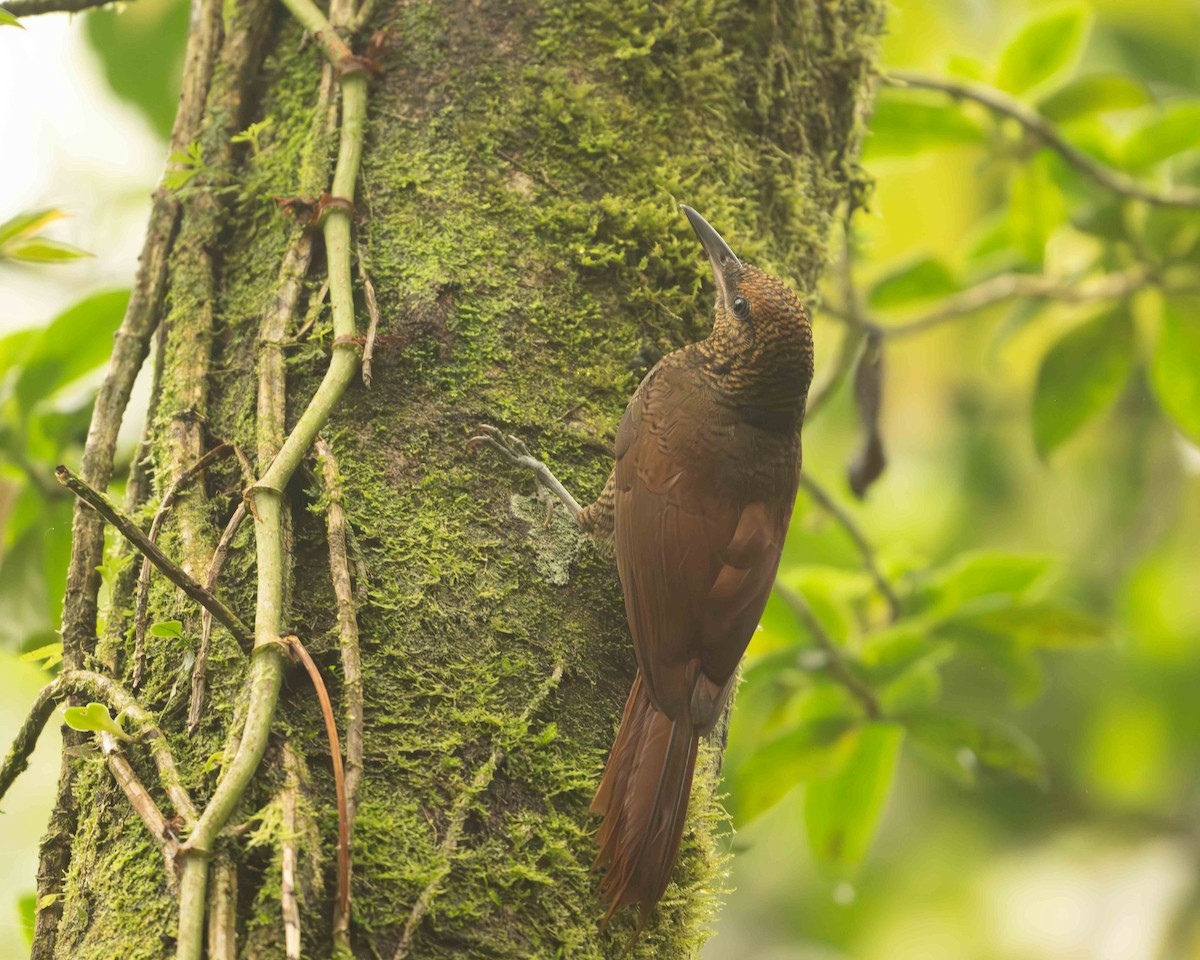 Northern Barred-Woodcreeper - ML618094262