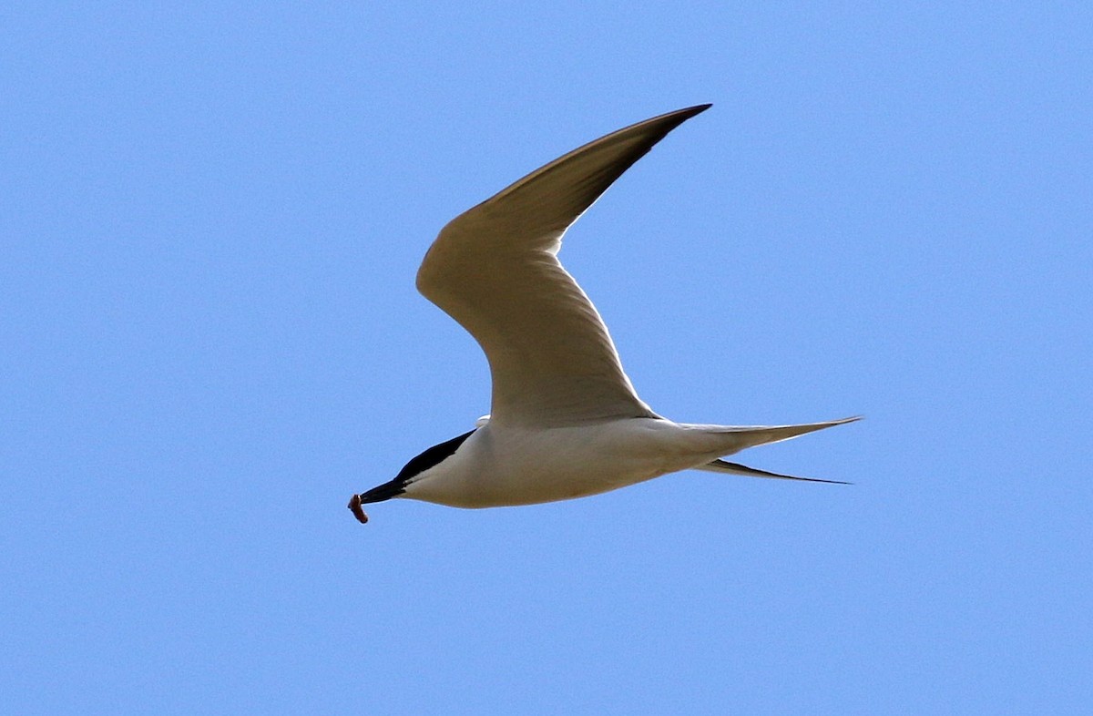 Gull-billed Tern - ML618094274