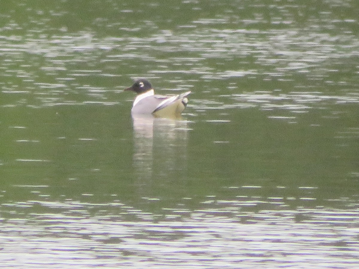 Franklin's Gull - Paul Sellin