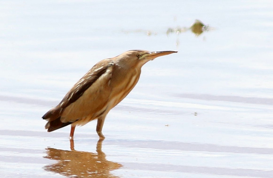 Little Bittern - Miguel García