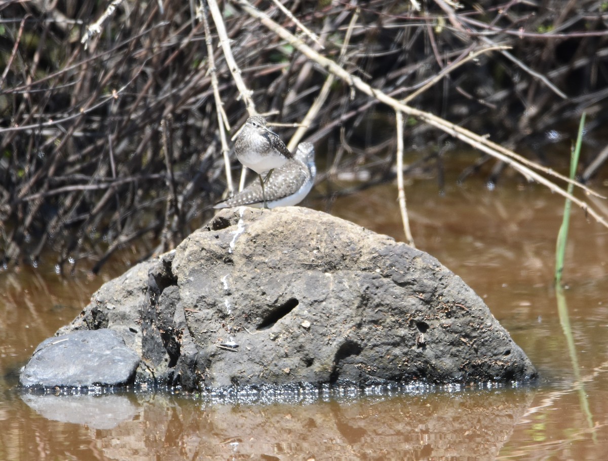 Solitary Sandpiper - K & B Bealer