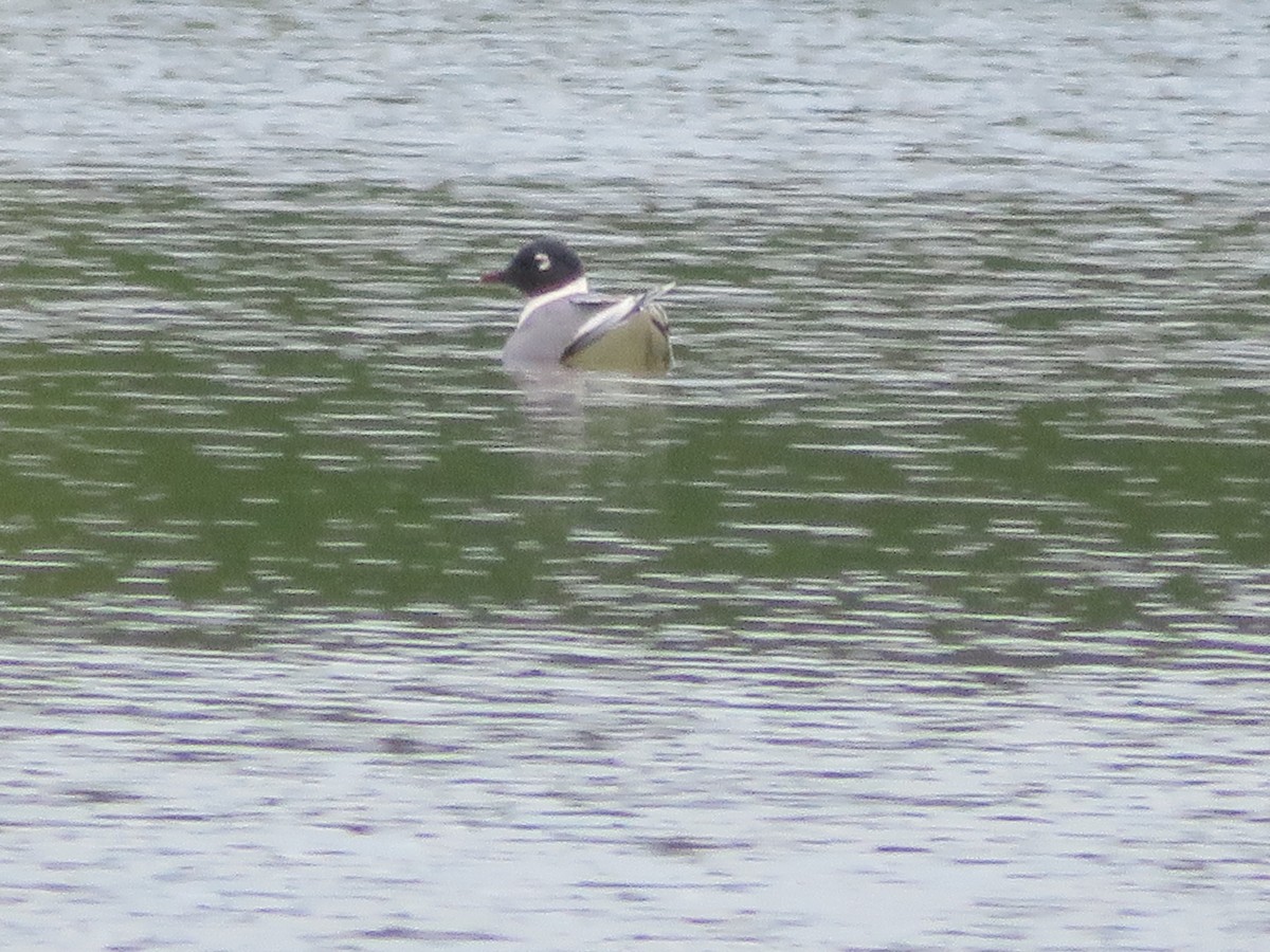 Franklin's Gull - ML618094313