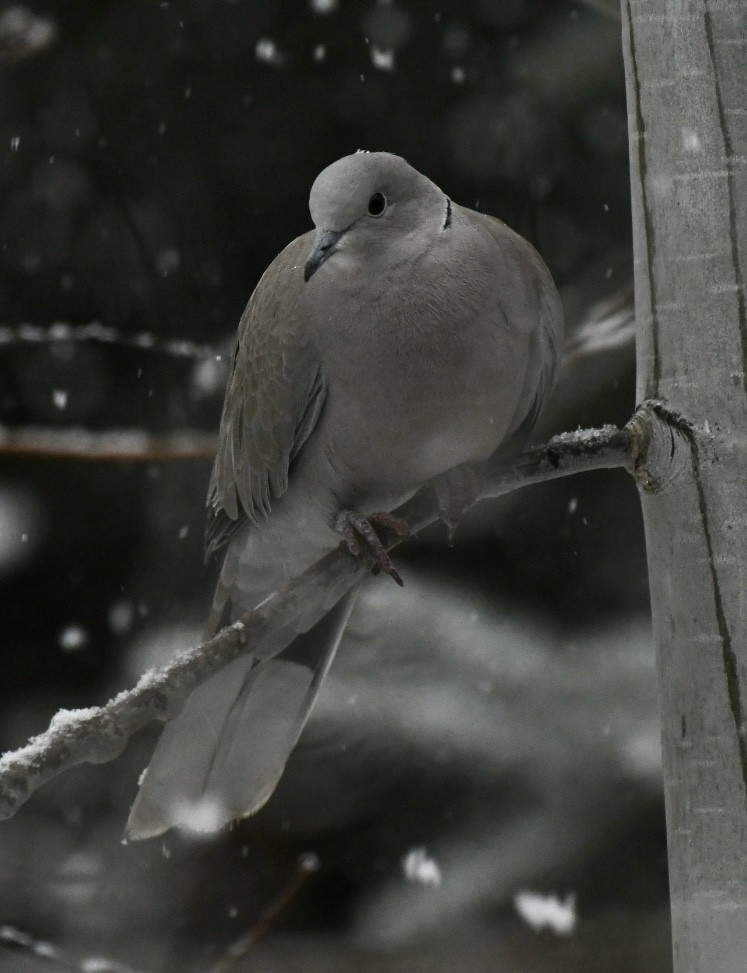 Eurasian Collared-Dove - Becky Rooney