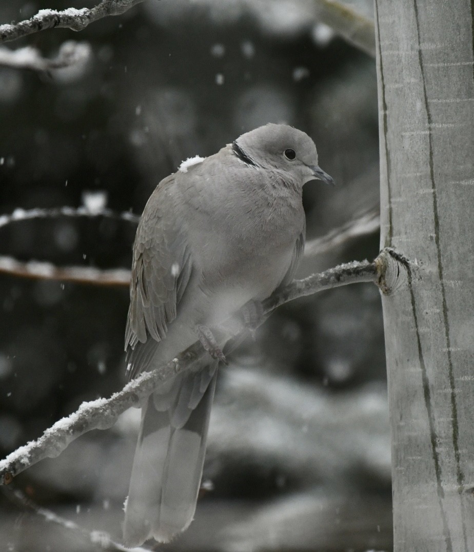 Eurasian Collared-Dove - Becky Rooney