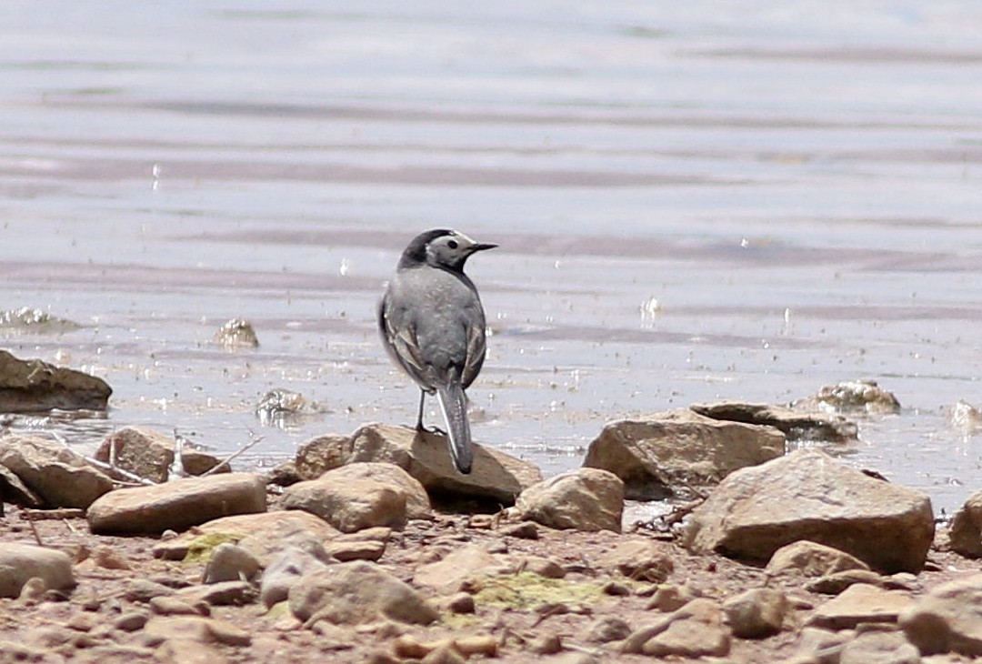 White Wagtail - ML618094340