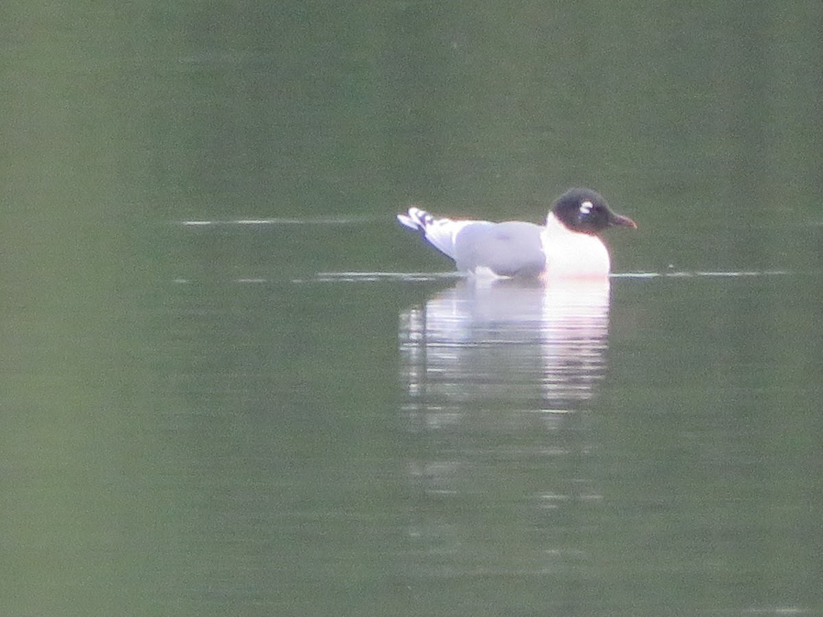 Franklin's Gull - ML618094341