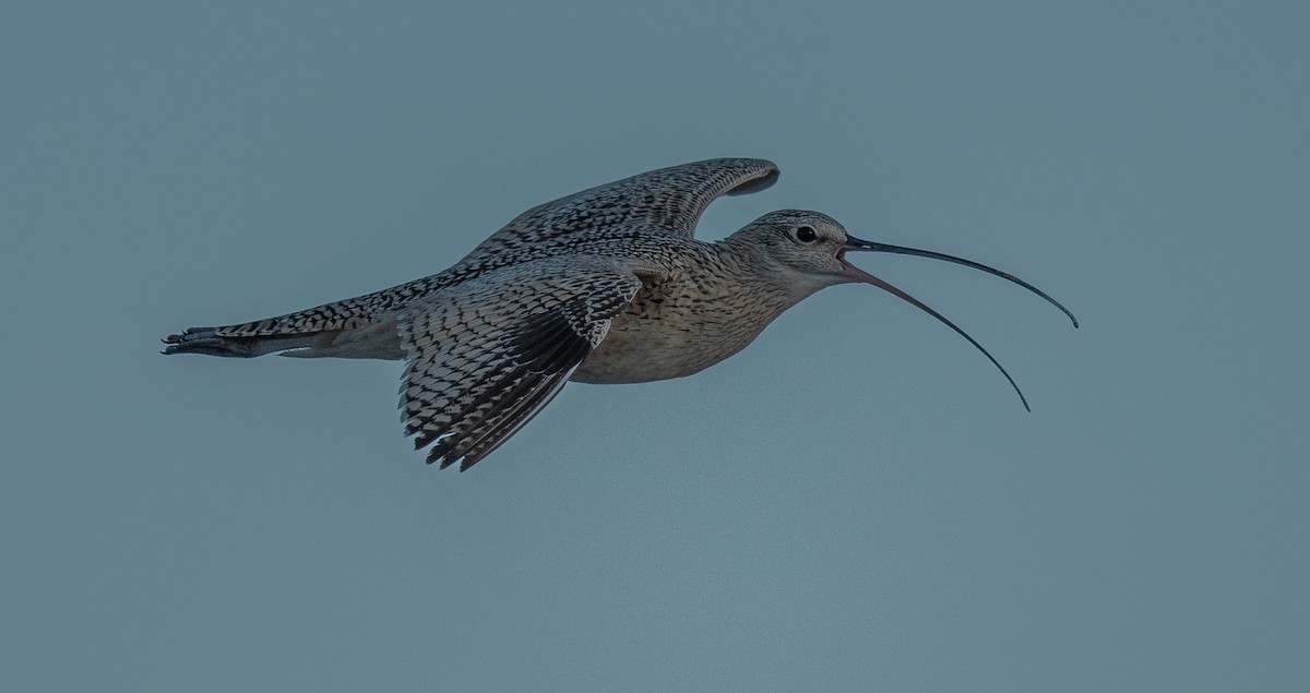 Long-billed Curlew - Connie Misket