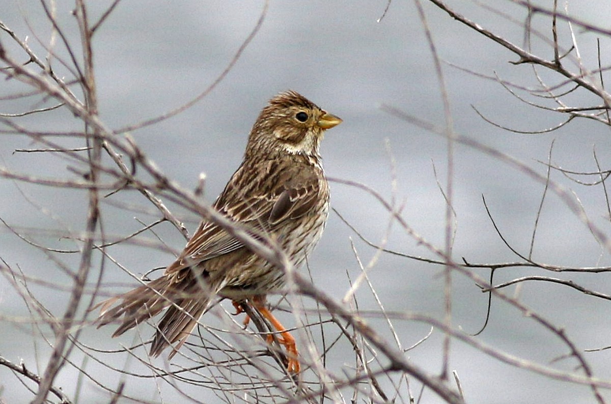 Corn Bunting - ML618094355