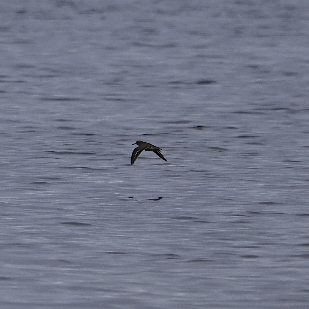 Spotted Sandpiper - ML618094375