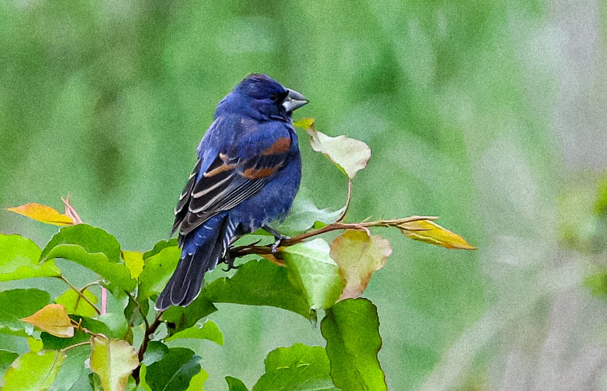 Blue Grosbeak - Mike Beck