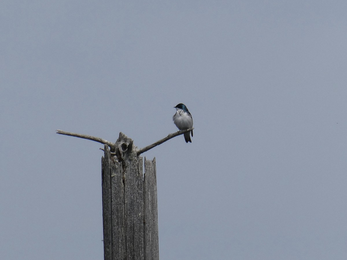 Tree Swallow - Ron Schlegel