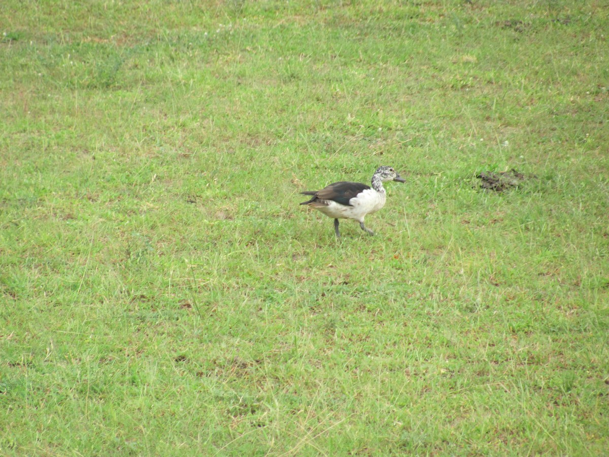 Knob-billed Duck - ML618094407