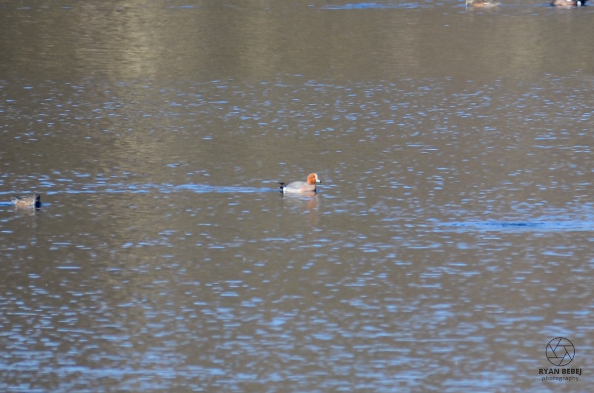 Eurasian Wigeon - Ryan Bebej