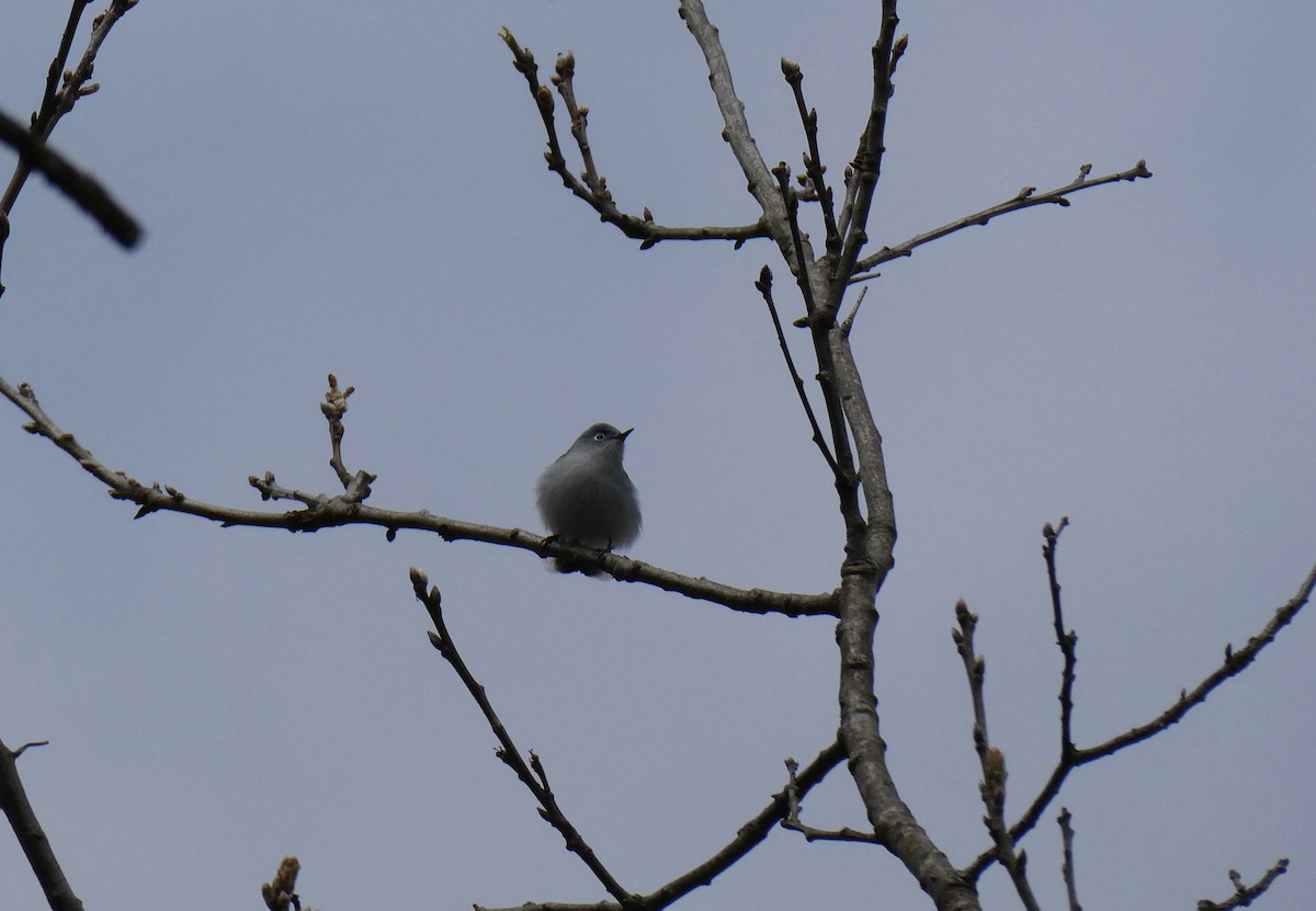 Blue-gray Gnatcatcher - Ron Schlegel