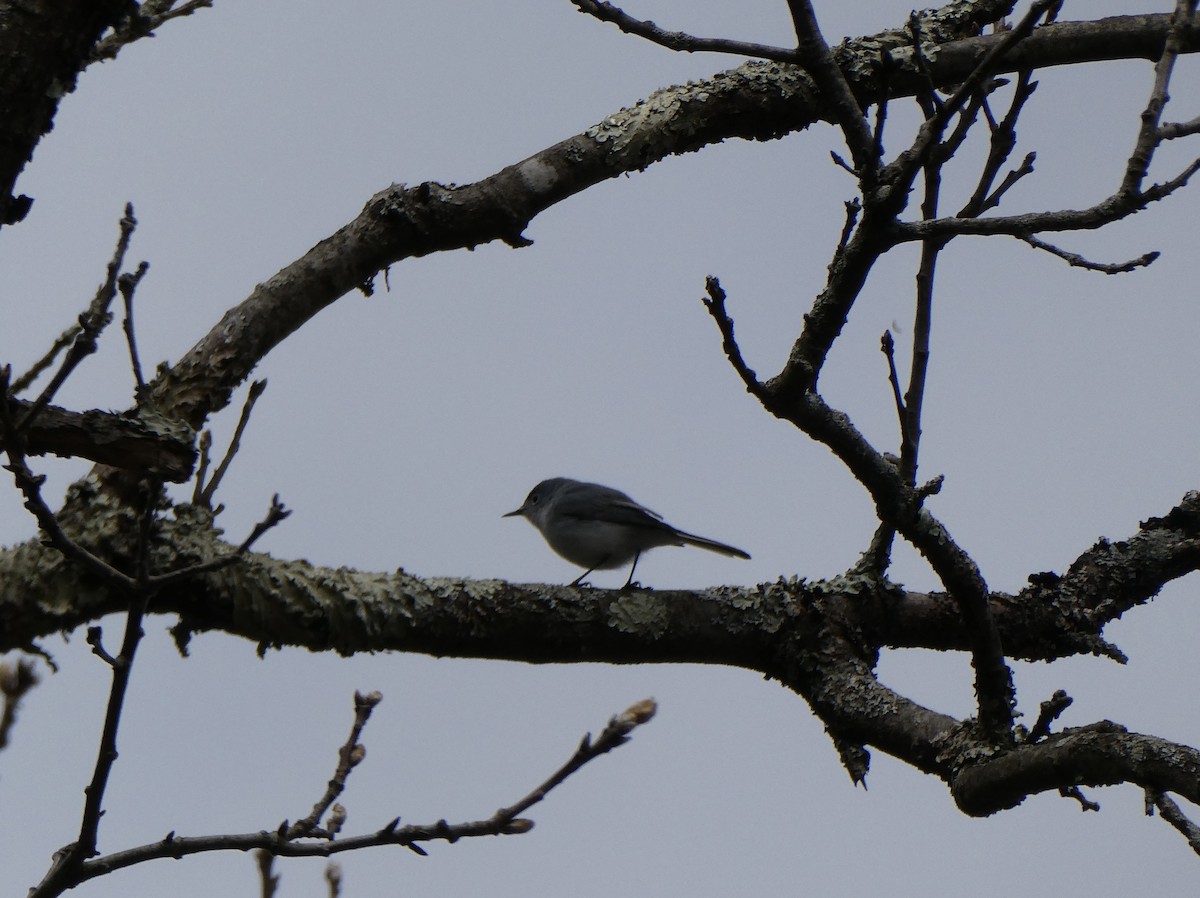 Blue-gray Gnatcatcher - Ron Schlegel