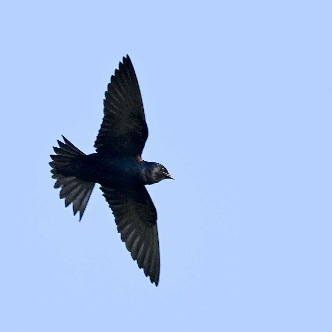 Purple Martin - ML618094448