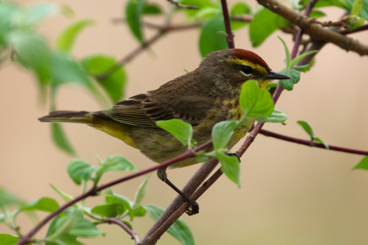 Palm Warbler - Joli Reising