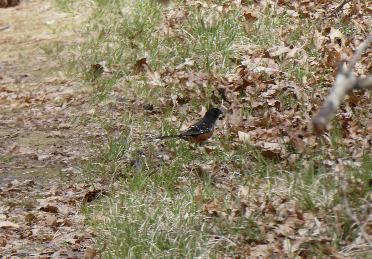 Eastern Towhee - Ron Schlegel