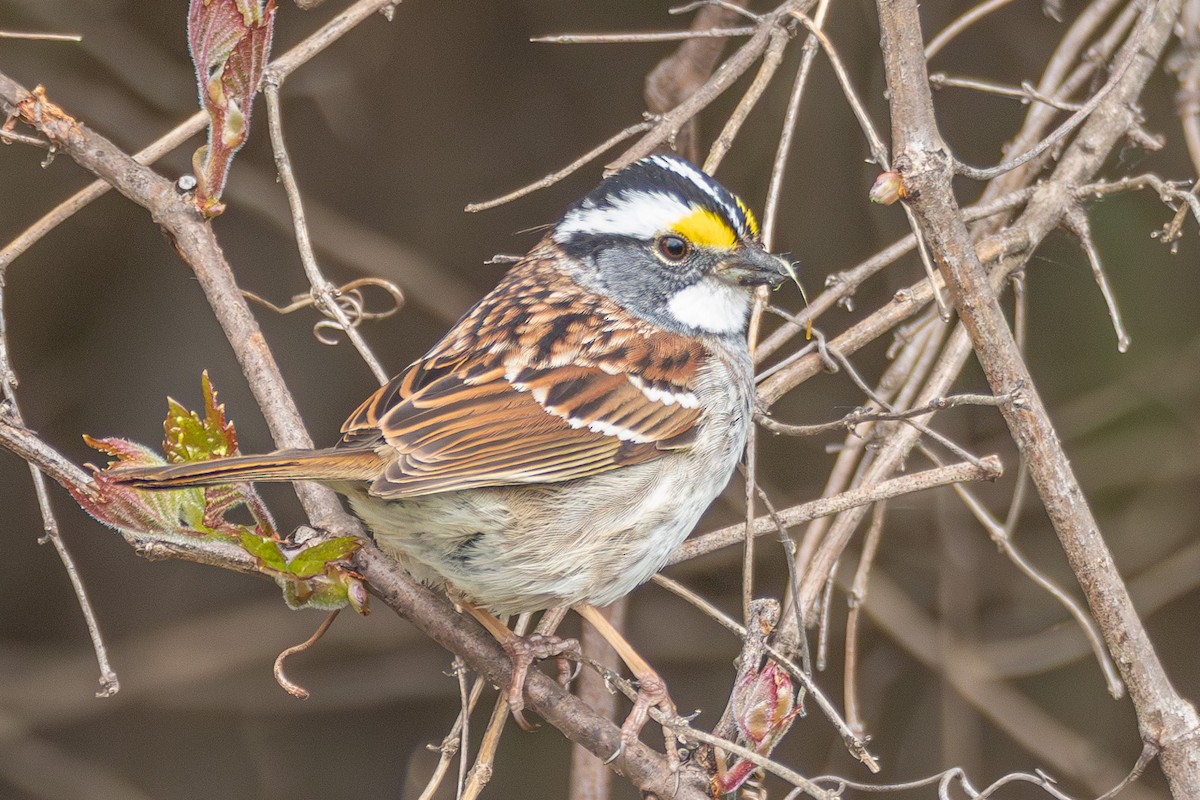 White-throated Sparrow - Steven Bruenjes