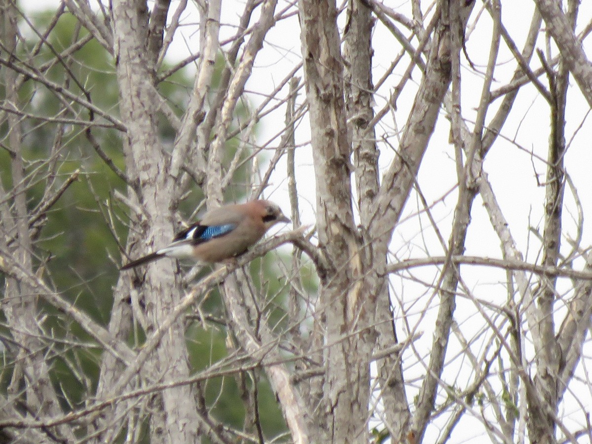 Eurasian Jay - ML618094506