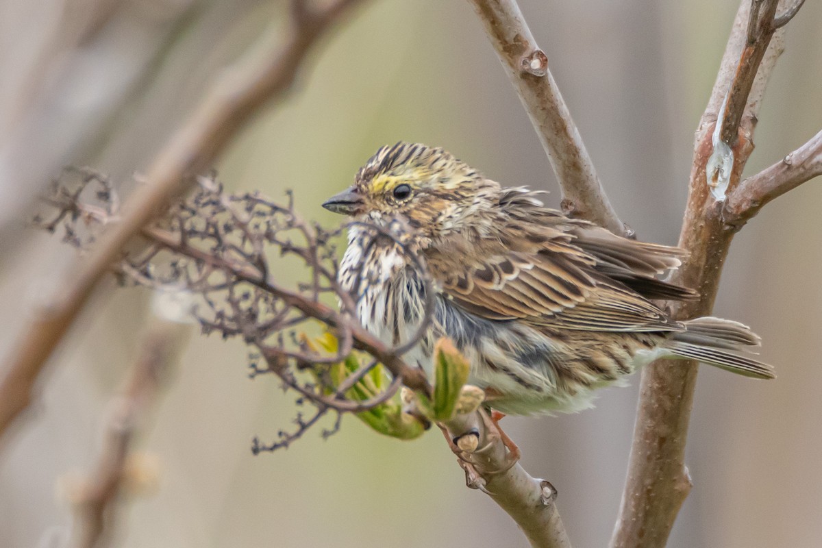 Savannah Sparrow - Steven Bruenjes