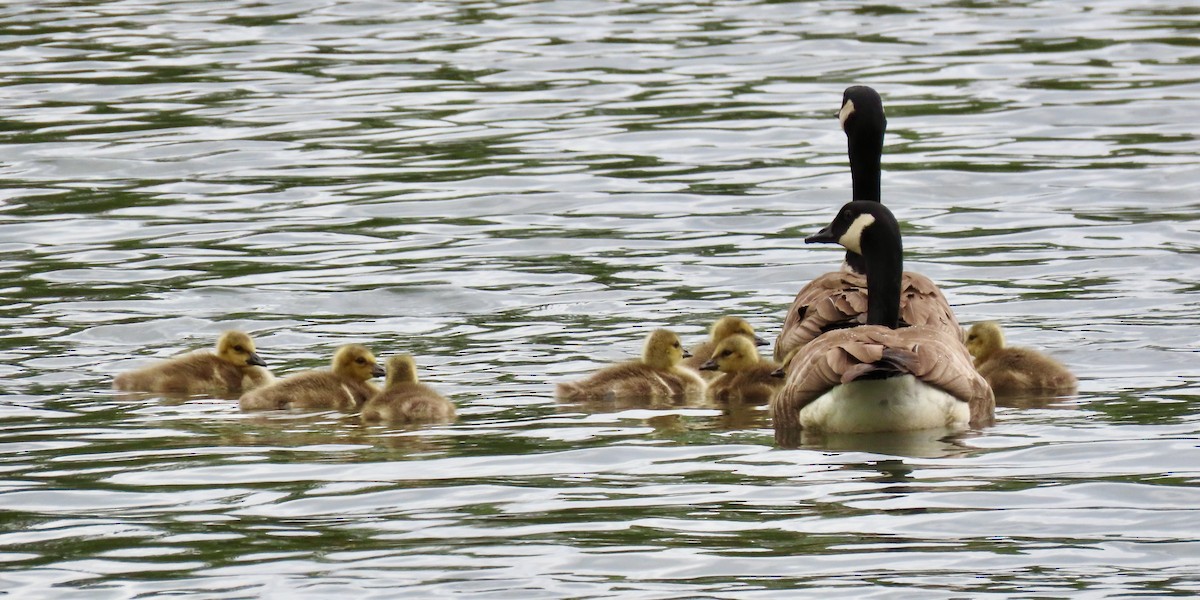 Canada Goose - Leslie Schweitzer