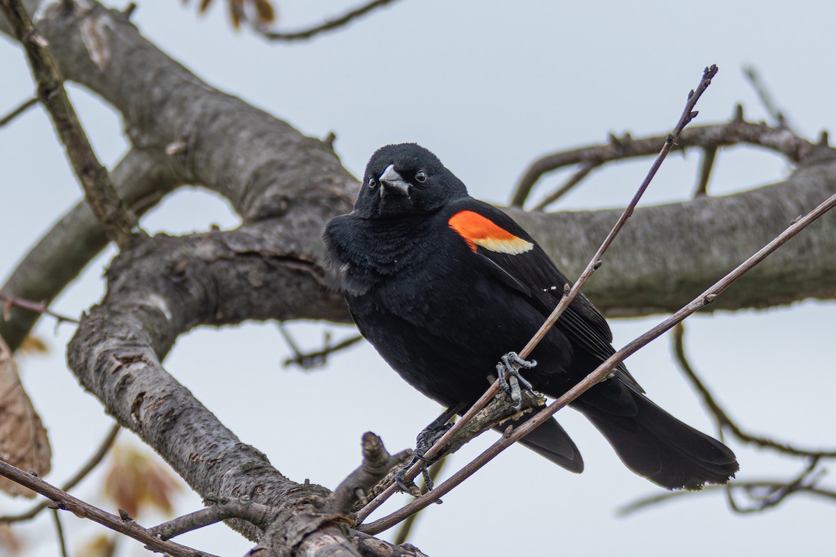Red-winged Blackbird - Steven Bruenjes