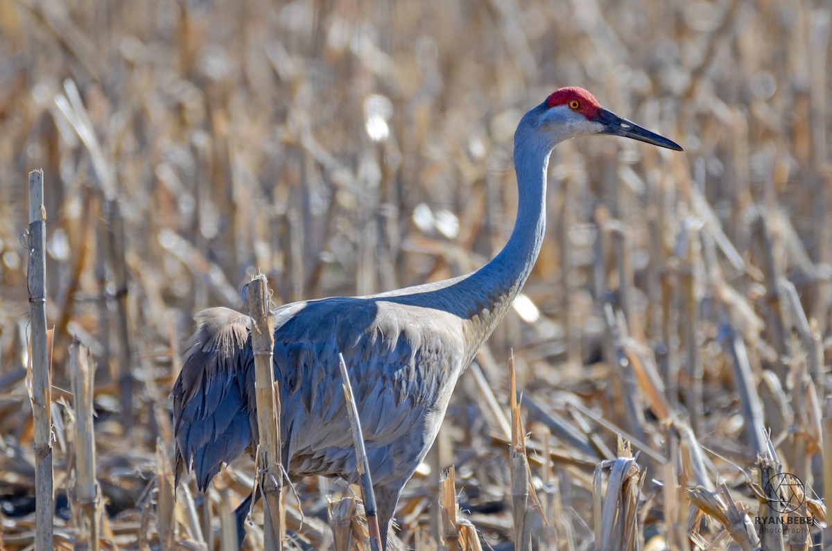 Sandhill Crane - Ryan Bebej