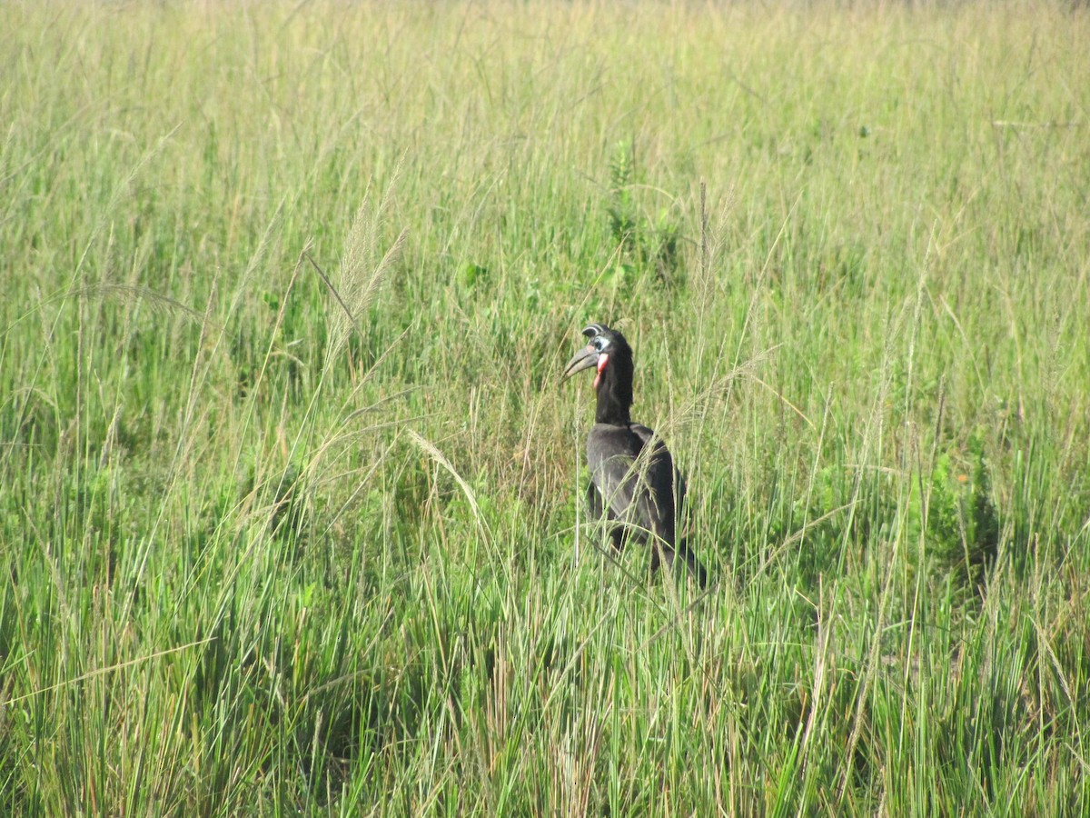 Abyssinian Ground-Hornbill - ML618094543