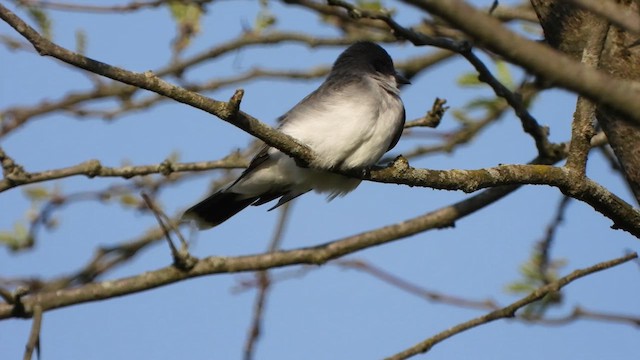 Schieferrücken-Königstyrann - ML618094546