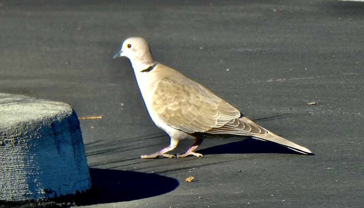 Eurasian Collared-Dove - ML618094555