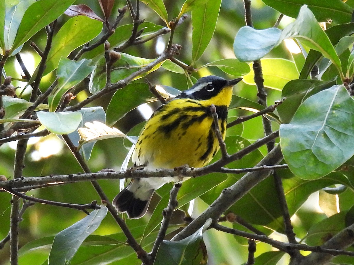 Magnolia Warbler - Joshua Rager