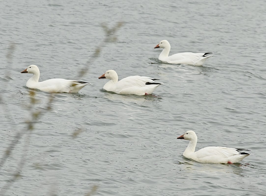 Snow Goose - Regis Fortin