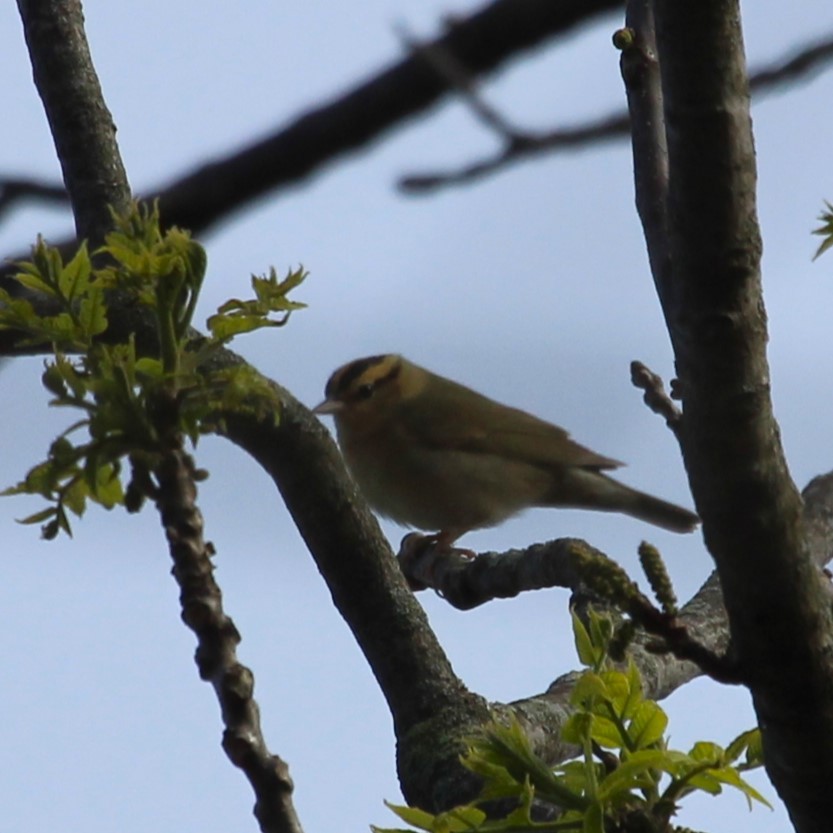 Worm-eating Warbler - Justin Merry