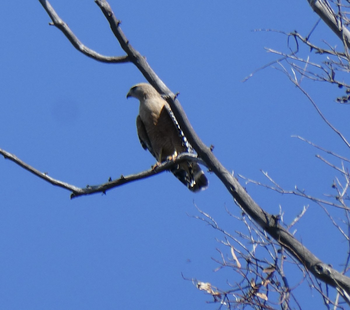 Red-shouldered Hawk - ML618094594