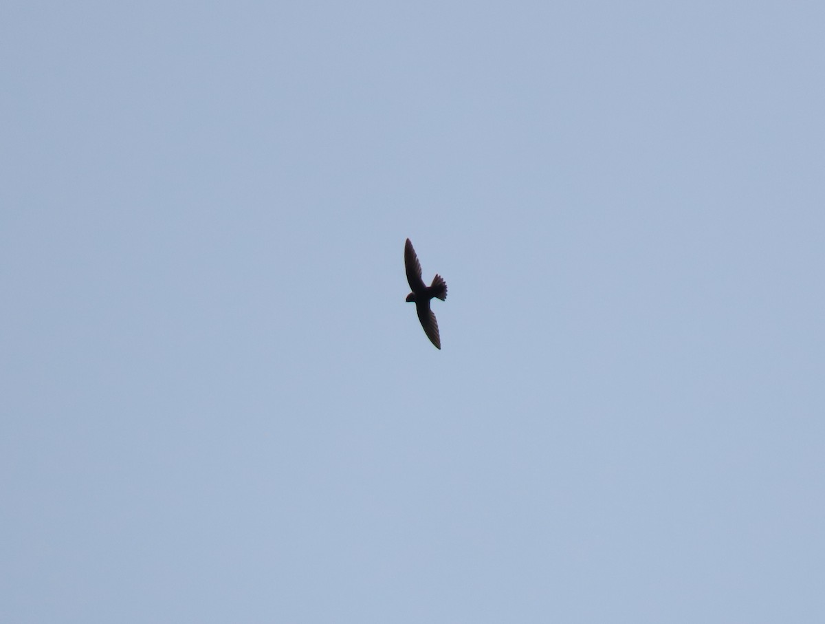 White-collared Swift - Stephen Younger