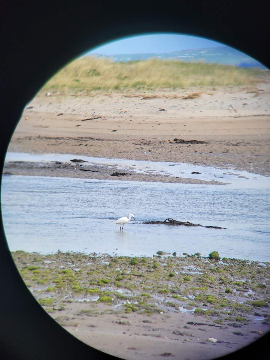 volavka stříbřitá - ML618094641