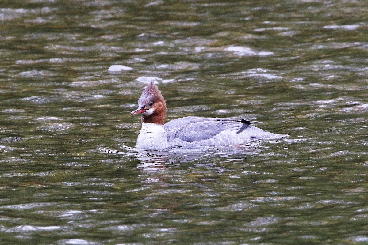 Common Merganser - Jean-Marie Gauthier