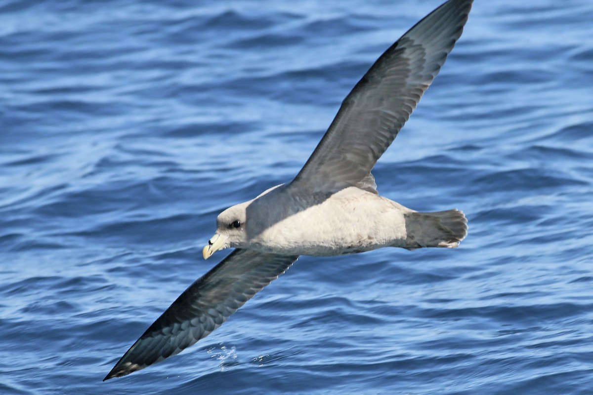 Fulmar boréal - ML618094657