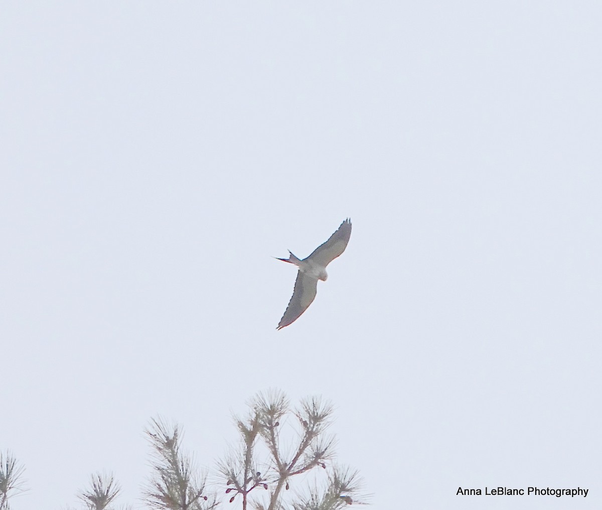 Swallow-tailed Kite - Anna LeBlanc