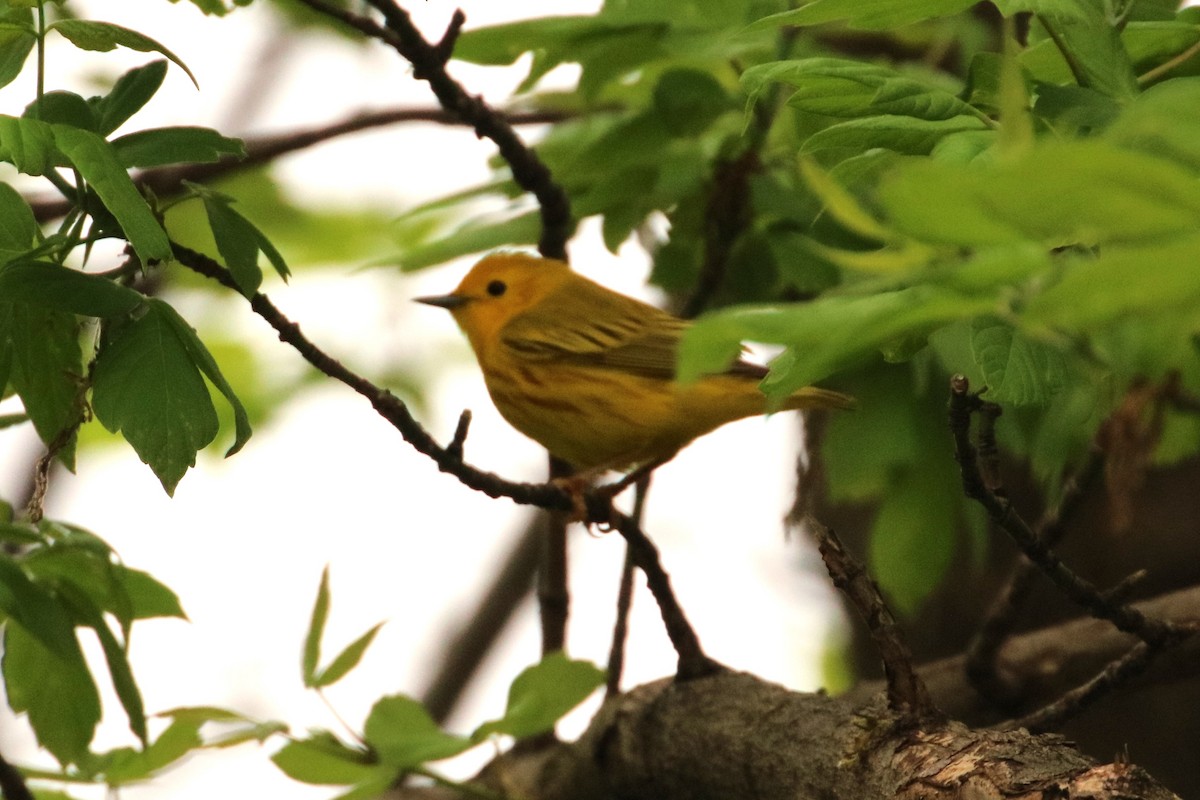 Yellow Warbler - Joli Reising