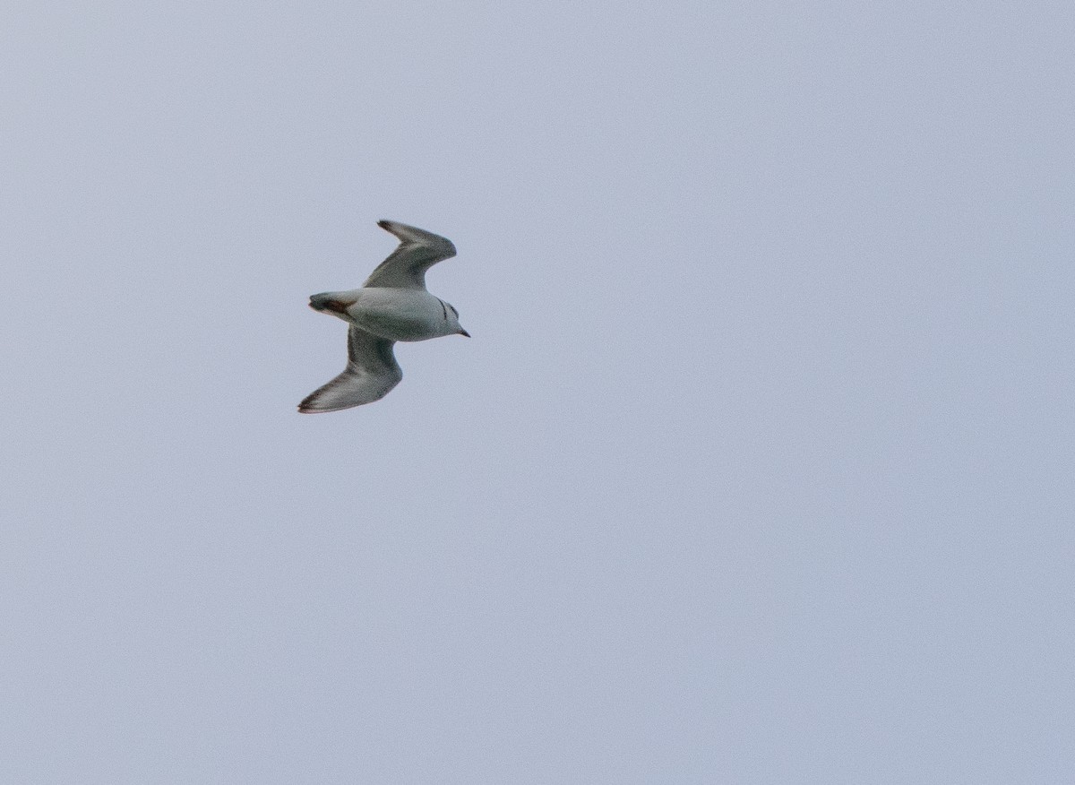 Piping Plover - ML618094675