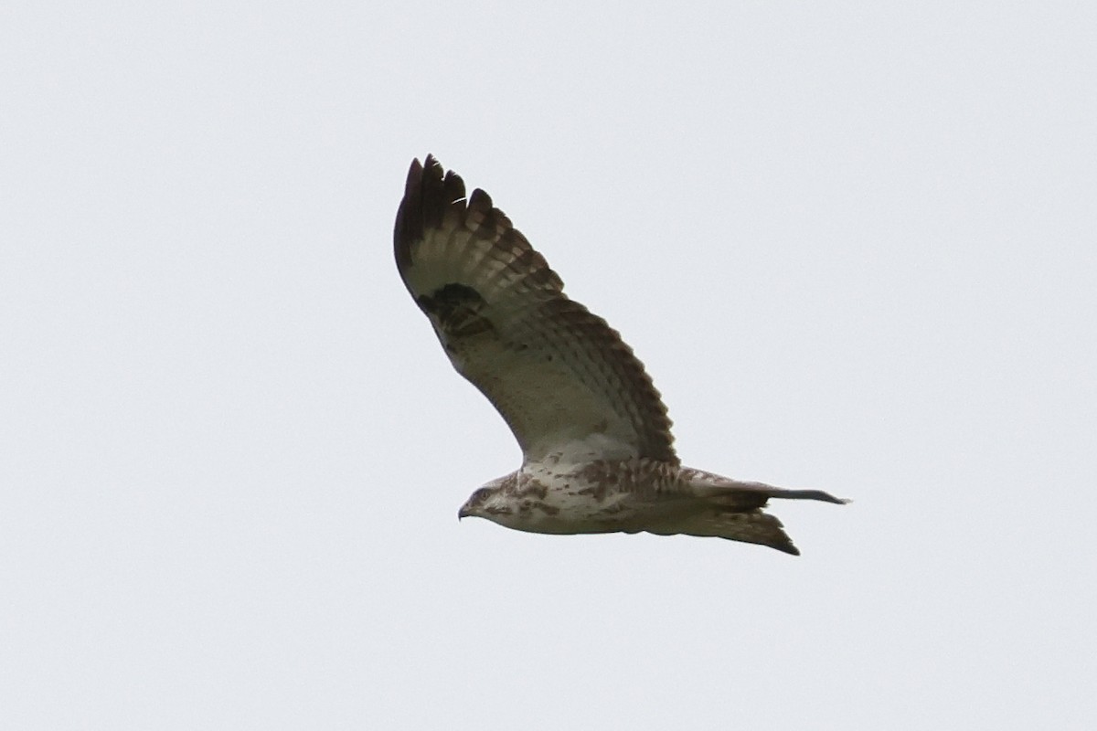 Common Buzzard - Dave Curtis