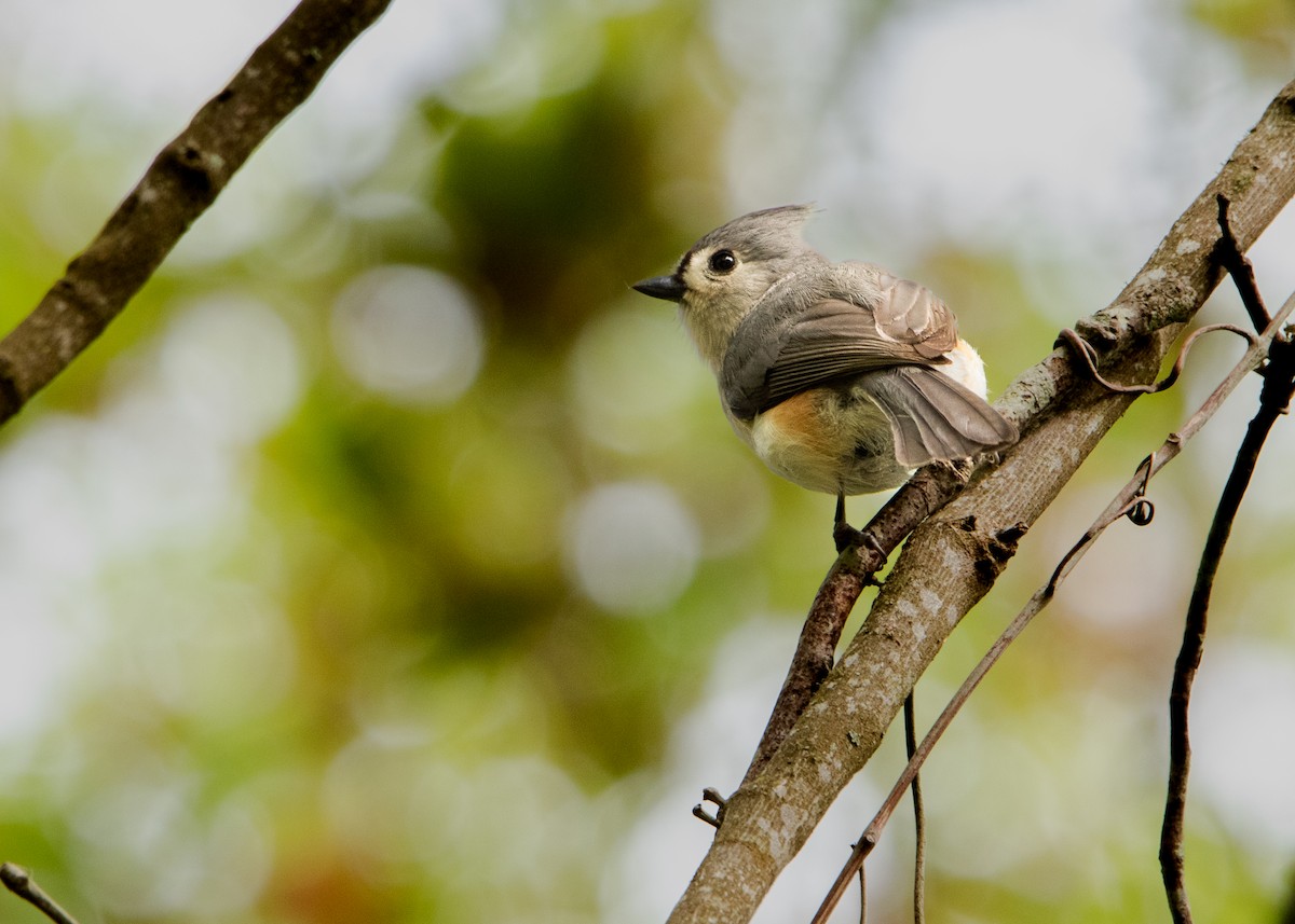 Tufted Titmouse - ML618094699